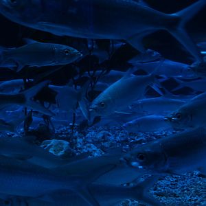 Indo-Pacific tarpon (Megalops cyprinoides)