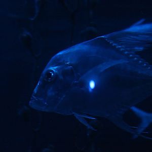 Indian threadfish (Alectis indica)