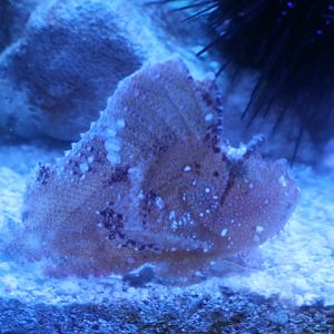 Leaf scorpionfish (Taenianotus triacanthus)