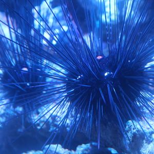Long-spined urchin (Diadema setosum)