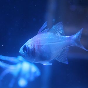 Threadfin cardinalfish (Zoramia leptacantha)