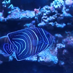 Koran angelfish (Pomacanthus semicirculatus)