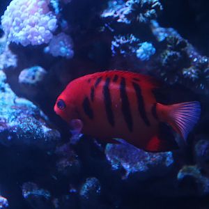 Flame angelfish (Centropyge loricula)