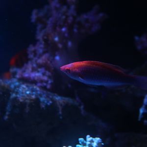 Lubbock's wrasse (Cirrhilabrus lubbocki)