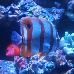 Copperband butterflyfish (Chelmon rostratus)