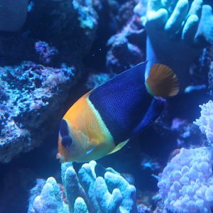 Bicolor angelfish (Centropyge bicolor)