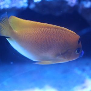 Threespot angelfish (Apolemichthys trimaculatus)