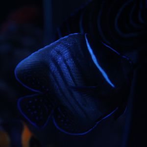 Sixbar angelfish (Pomacanthus sexstriatus)