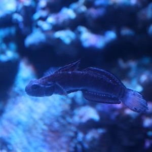 Borneo hoverer goby (Parioglossus palustris)
