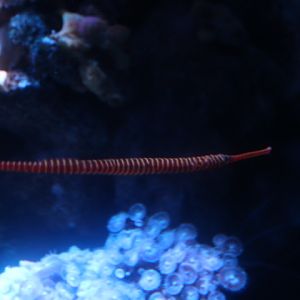 Yellowbanded pipefish (Dunckerocampus pessuliferus)