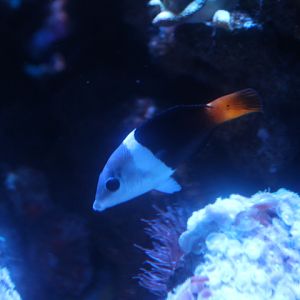 Blackeye thicklip wrasse (Hemigymnus melapterus)