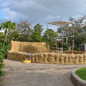 Siamang enclosure