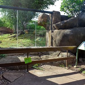 Lion enclosure