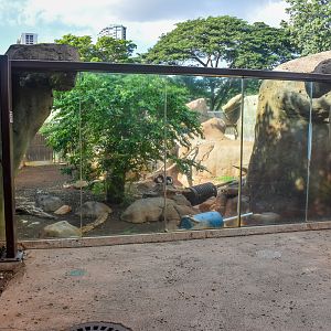 Hamadryas baboon enclosure