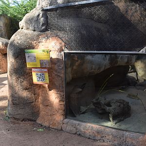 Fennec fox enclosure