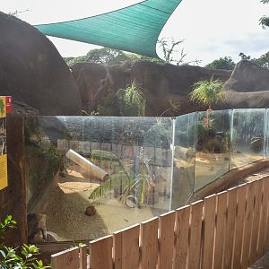 Meerkat enclosure