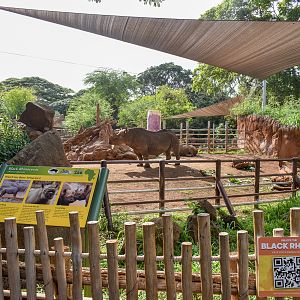 Female black rhino enclosure