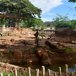 Male black rhino enclosure
