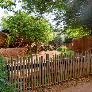 African wild dog enclosure