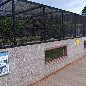 Fijian banded iguana enclosure