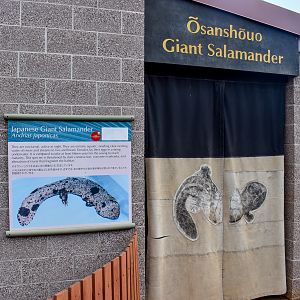 Giant salamander building