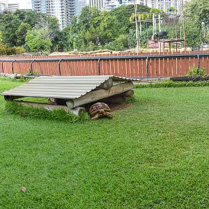 Sulcata tortoise enclosure
