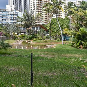 American flamingo enclosure