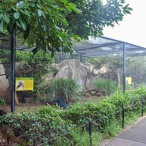 Crowned pigeon/iguana enclosure