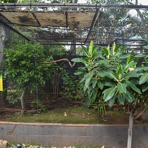 Pheasant-pigeon enclosure