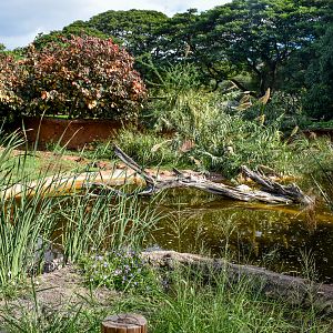 Lesser Flamingo/spoonbill enclosure