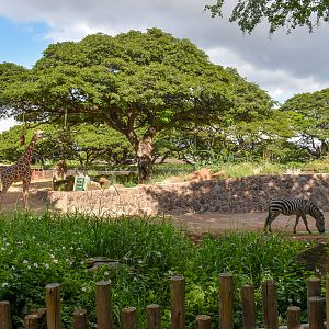 Giraffe/zebra enclosure