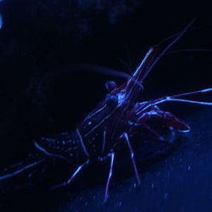 Camel shrimp (Rhynchocinetes durbanensis)