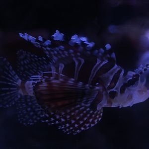 Zebra turkeyfish (Dendrochirus zebra)