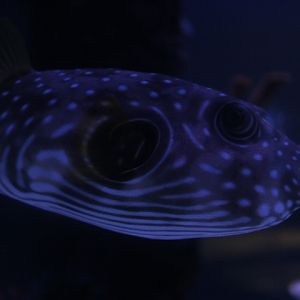 White-spotted puffer (Arothron hispidus)