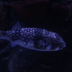 Milk-spotted puffer (Chelonodontops patoca)
