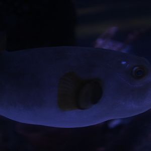 Immaculate puffer (Arothron immaculatus)