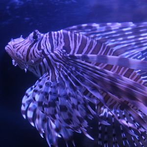 Red lionfish (Pterois volitans)