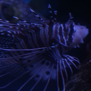 Spotfin lionfish (Pterois antennata)