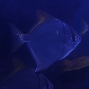 Silver moonyfish (Monodactylus argenteus)