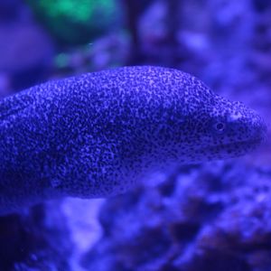 Peppered moray (Gymnothorax pictus)