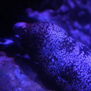 Snowflake moray (Echidna nebulosa)