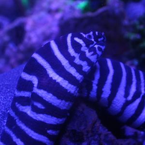 Zebra moray (Gymnomuraena zebra)