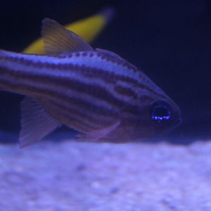 Ochre-striped cardinalfish (Ostorhinchus compressus)