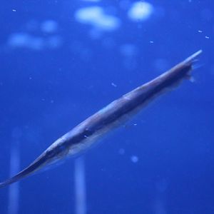 Razorfish (Aeoliscus strigatus)