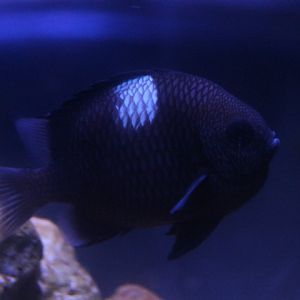 Threespot dascyllus (Dascyllus trimaculatus)