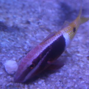 Bicolor goatfish (Parupeneus barberinoides)