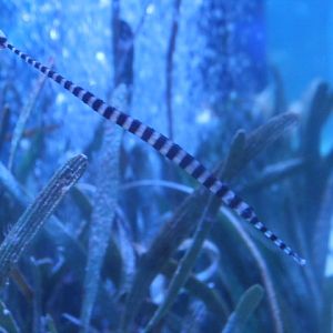 Banded pipefish (Dunckerocampus dactyliophorus)