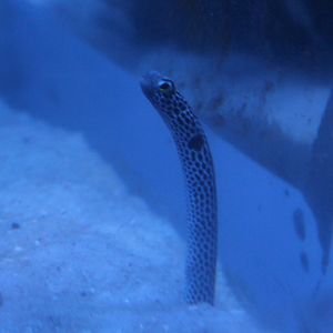 Spotted garden eel (Heteroconger hassi)