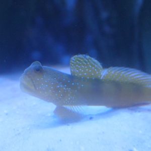 Yellow prawn-goby (Cryptocentrus cinctus)