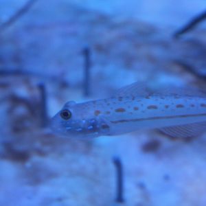 Orange-spotted sleeper-goby (Valenciennea puellaris)